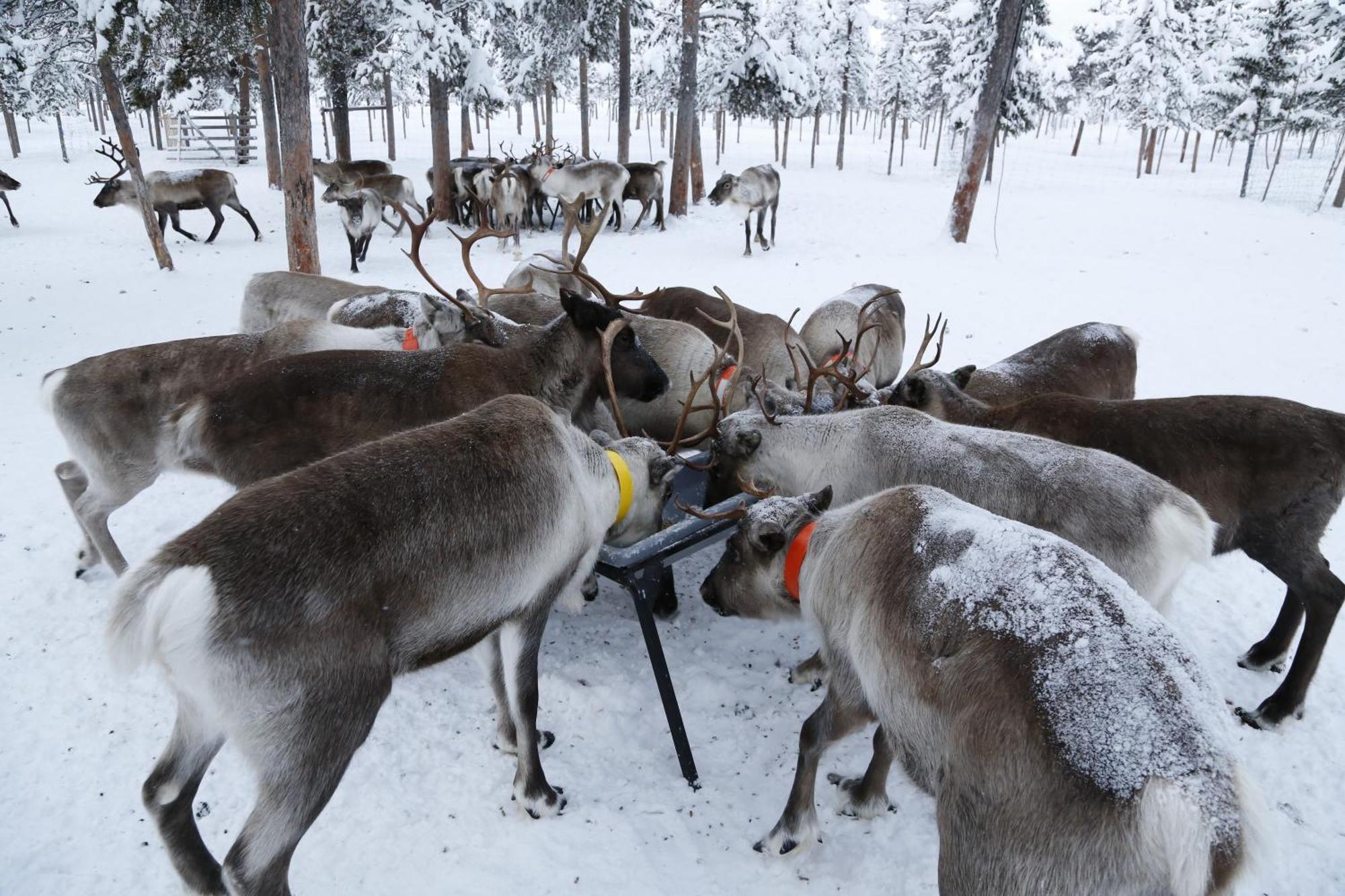 Reindeer Lodge Jukkasjärvi Exterior foto